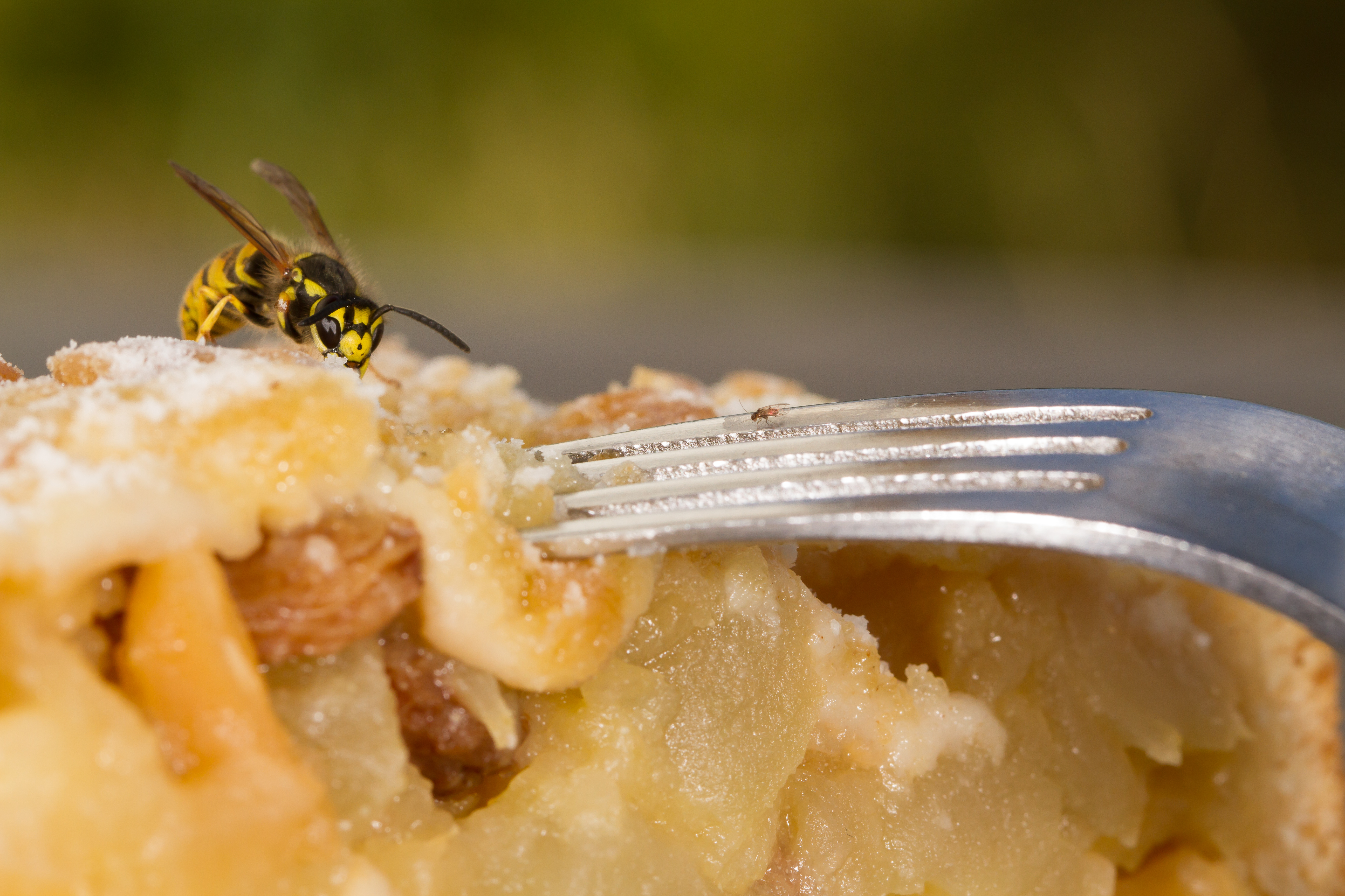 Wespe-auf-Kuchen